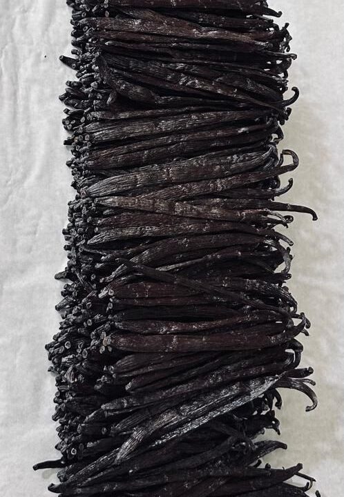 A dense bundle of cured vanilla beans photographed from above on a pale cloth