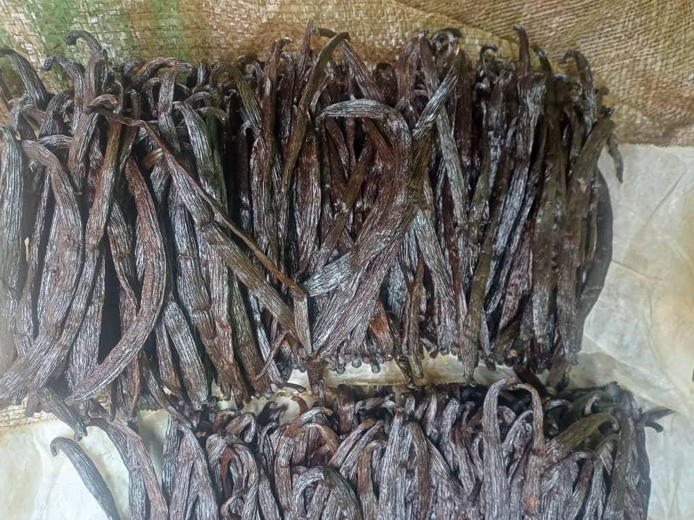 Cured vanilla beans laid out in rows on sacking during the drying stage in Uganda