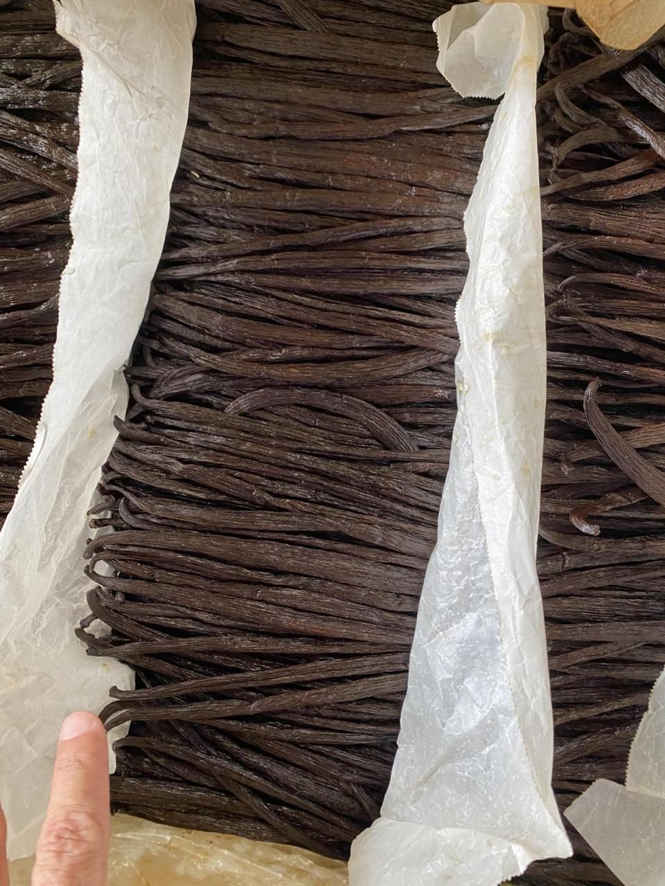 Cured vanilla beans packed in rows and separated by paper inside a lined export carton
