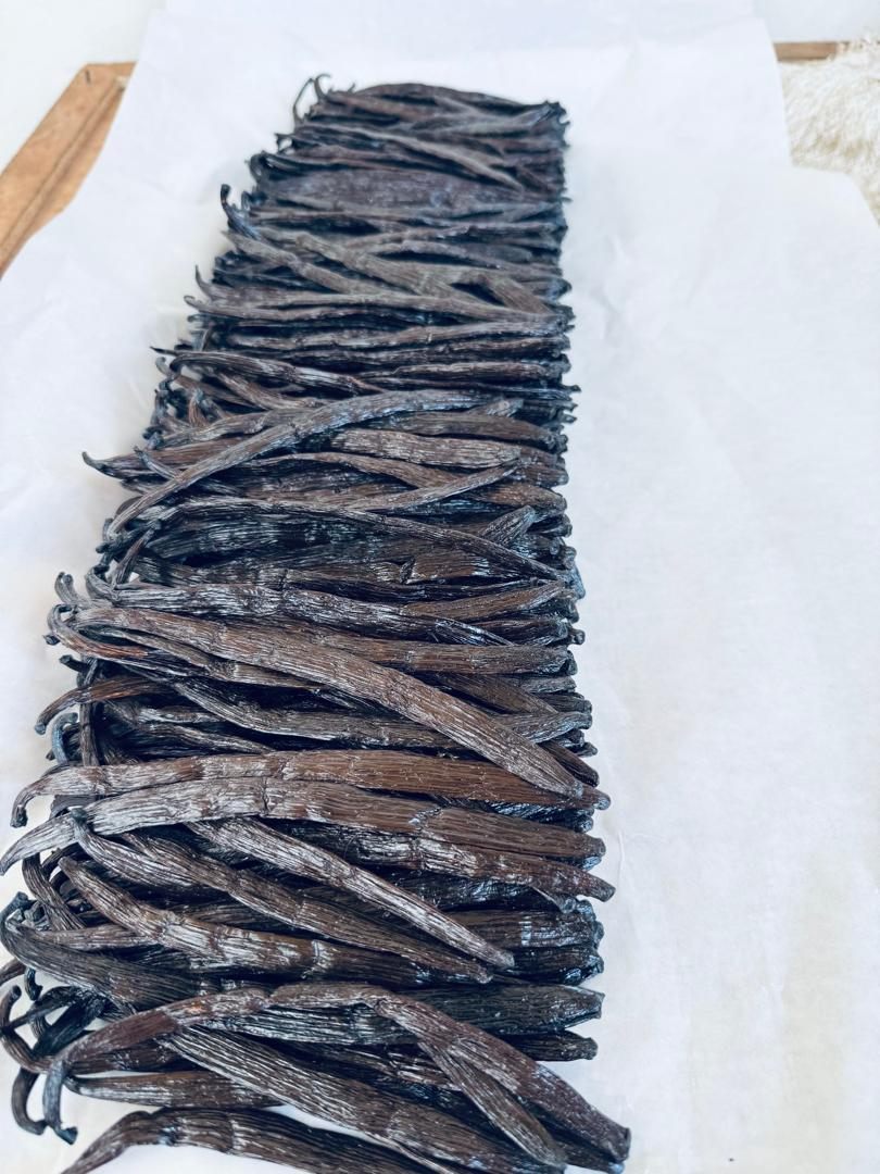 A row of glossy cured vanilla beans arranged on parchment paper after grading