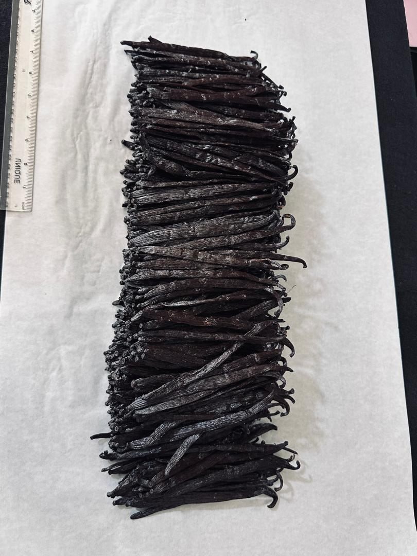 Graded vanilla beans laid out on white paper beside a ruler showing pod length