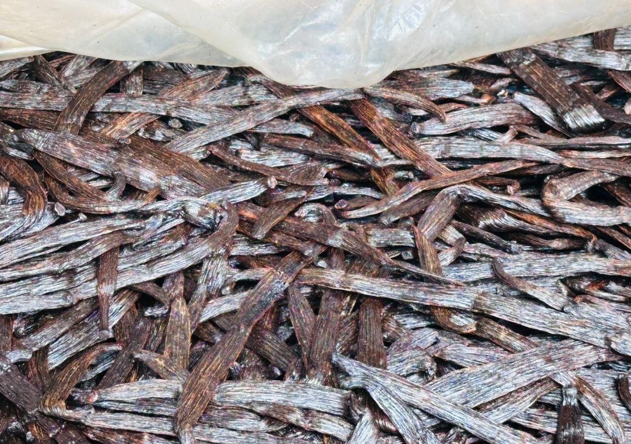 Close-up of loose cured vanilla beans showing the oily, striated surface of the pods
