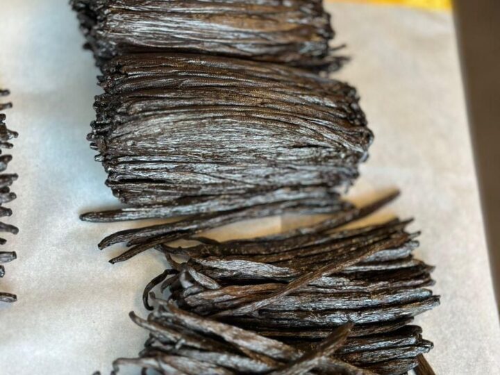 A measuring tape laid across a stack of cured vanilla beans to check pod length against the grade spec