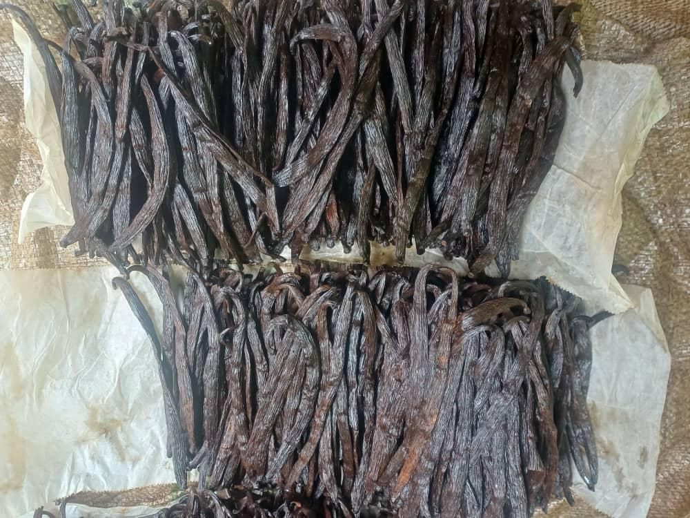 Vanilla beans arranged in sorted rows on paper during the curing and conditioning stage