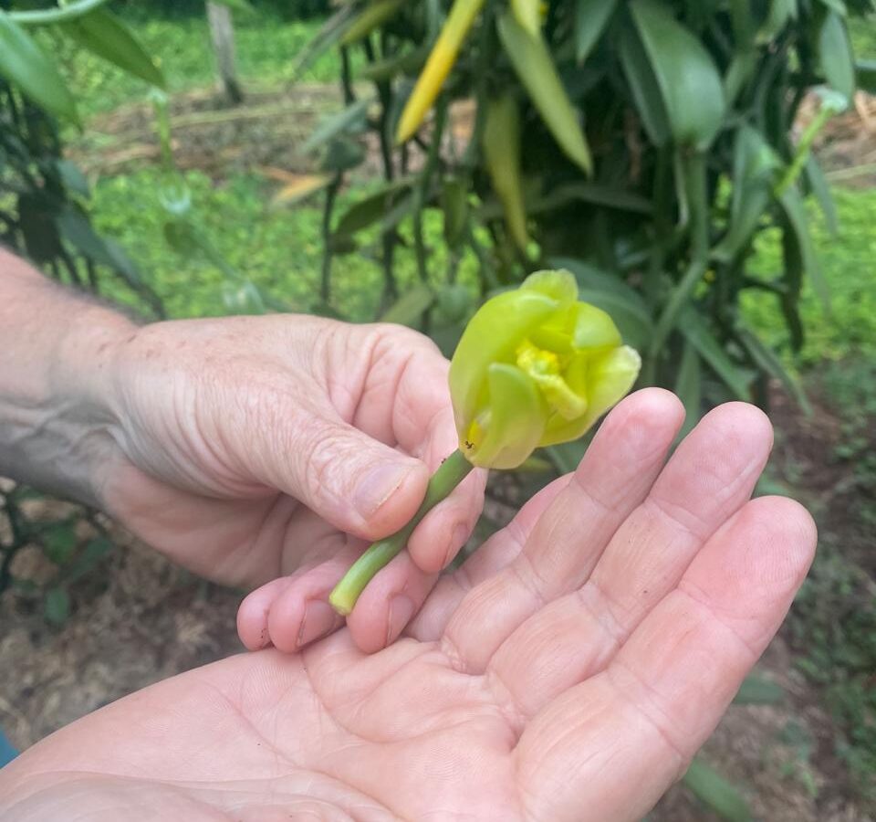 A hand holding an open vanilla orchid flower on the vine, ready for hand pollination