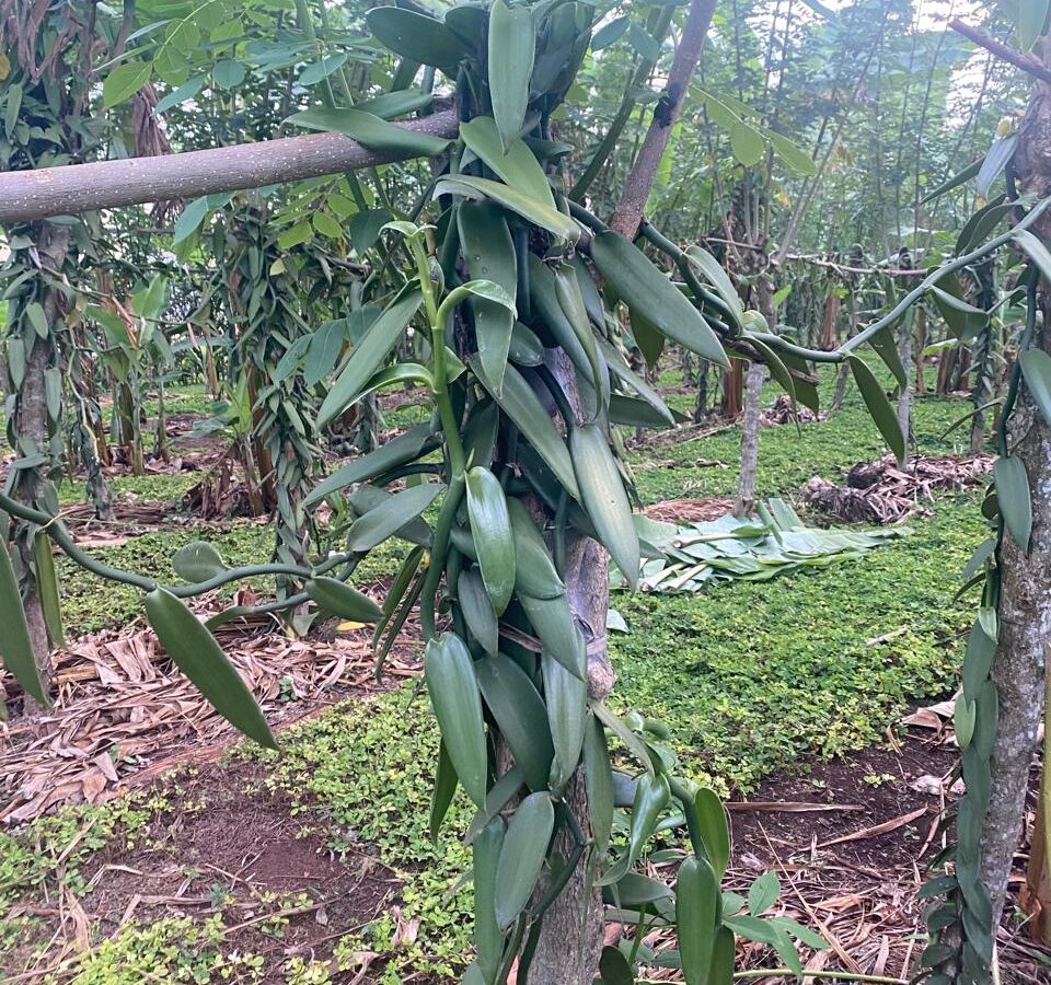 Vanilla planifolia vines climbing support trees at a partner farm in Uganda, green pods hanging from the stems